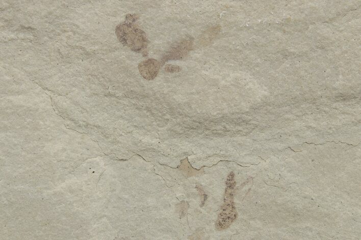 Fossil Ant (Formicidae) - Green River Formation, Utah #219796